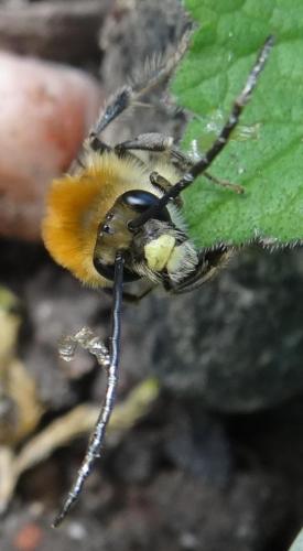 Eucera nigrescens