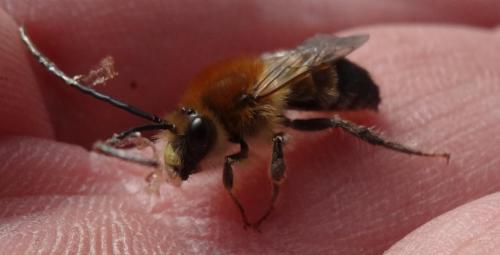 Eucera nigrescens