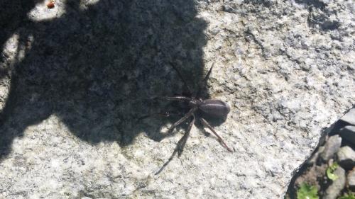Segestria florentina