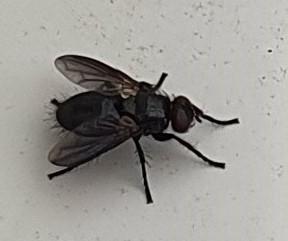 Nyctia sp.