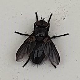 Nyctia sp.