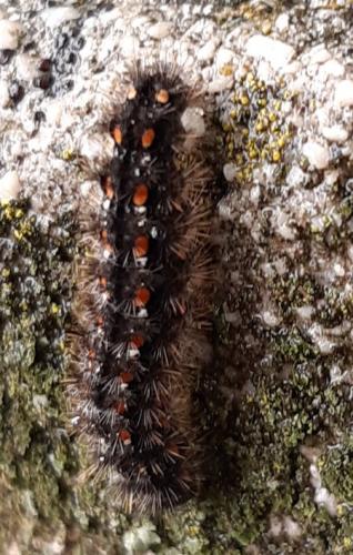 Eilema complana