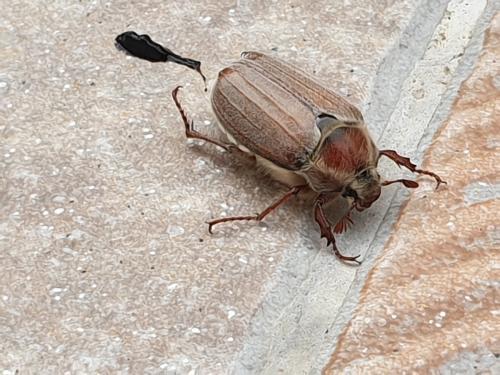 Melolontha melolontha