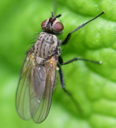 Botanophila fugax