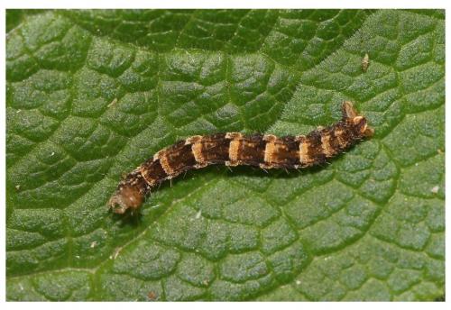 Réf. 255 393 : Eupithecia dodoneata
