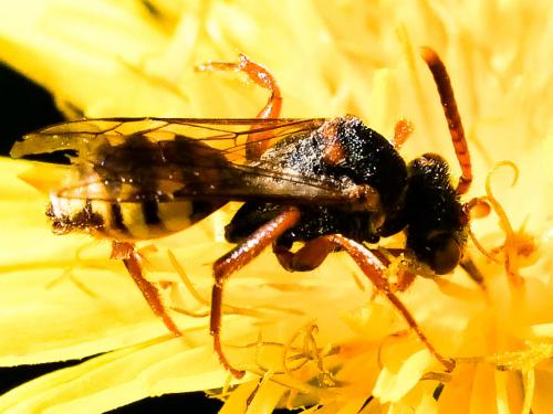 Nomada zonata