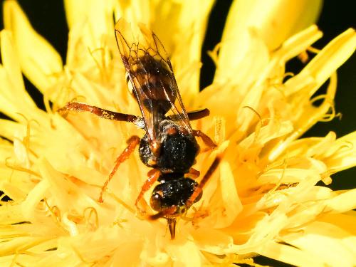 Réf. 255 464 : Nomada zonata