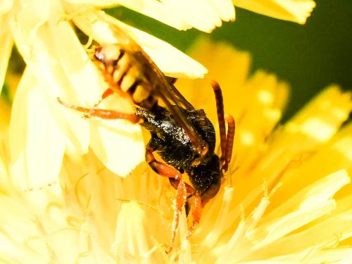 Nomada zonata