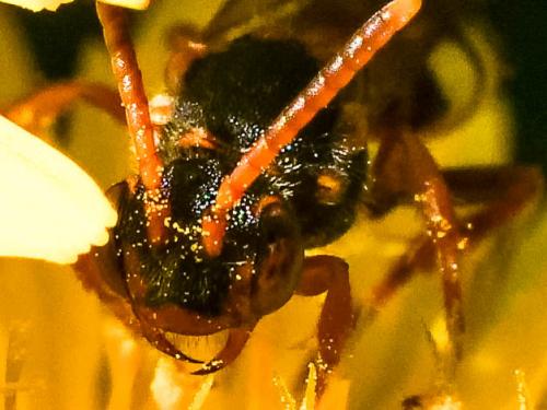 Réf. 255 468 : Nomada zonata