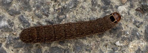 Réf. 255 332 : Conistra sp.