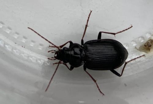 Réf. 255 434 : Nebria salina