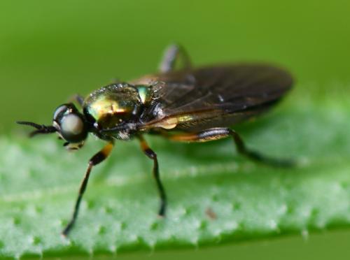 Actina chalybea