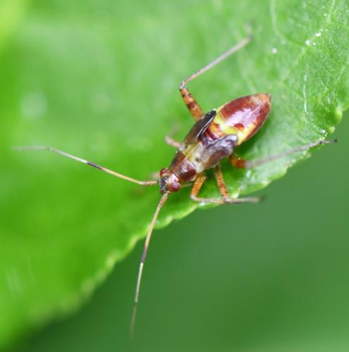 Closterotomus fulvomaculatus