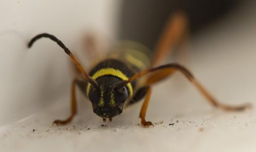 Clytus arietis