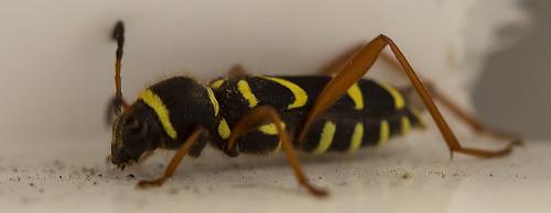 Réf. 255 269 : Clytus arietis