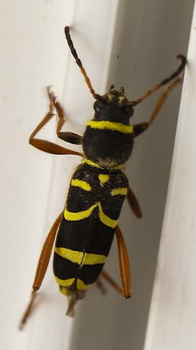 Clytus arietis