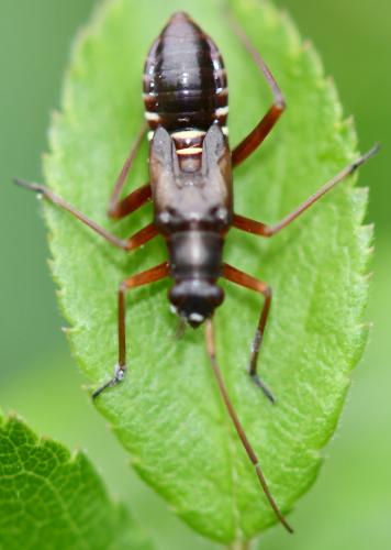 Miris striatus