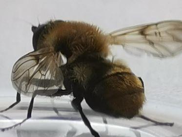 Réf. 255 197 : Criorhina floccosa