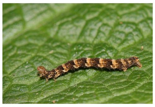 Réf. 255 394 : Eupithecia dodoneata