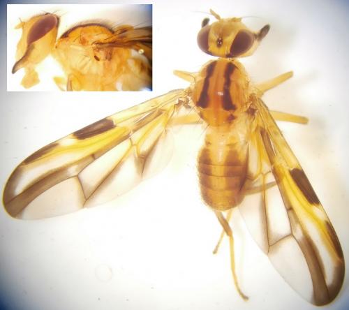 Pterogenomyia picta