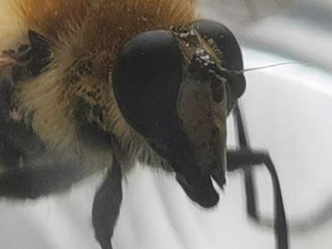 Criorhina floccosa
