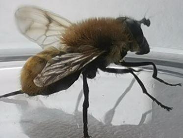 Criorhina floccosa