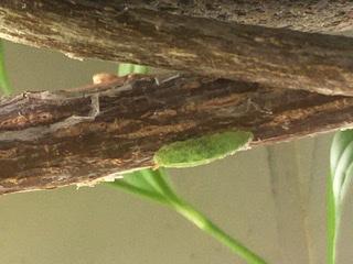 Epistrophe eligans