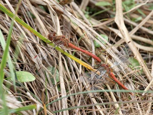 Sympetrum divers