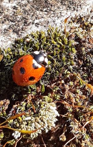 Réf. 255 087 : Coccinella septempunctata