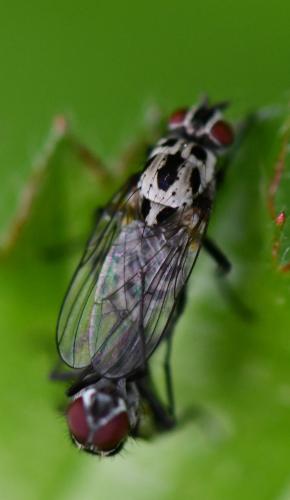 Anthomyia pluvialis