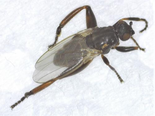 Sphaerocera curvipes