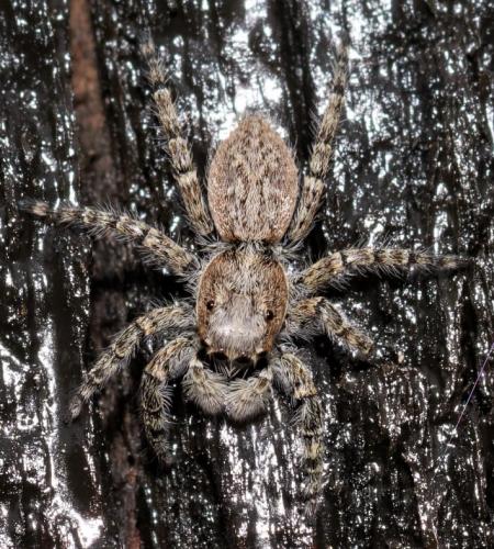 Menemerus taeniatus