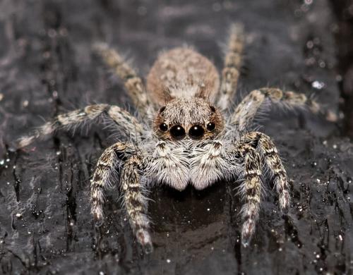 Réf. 255 678 : Menemerus taeniatus