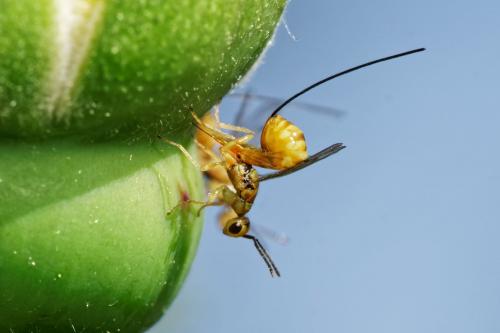 Megastigmus aculeatus