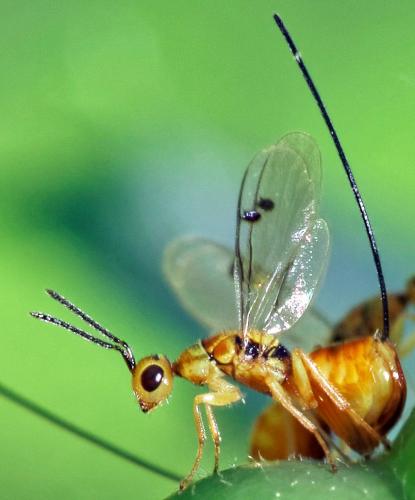 Megastigmus aculeatus
