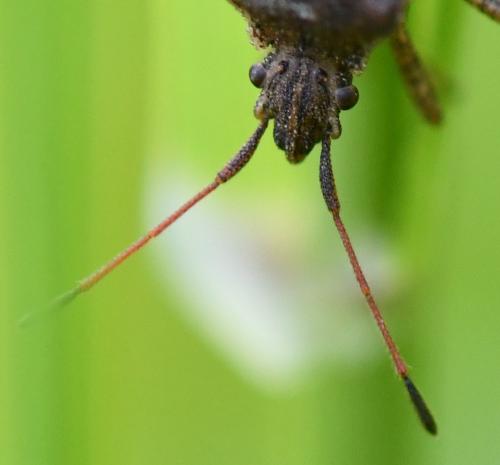 Réf. 255 163 : Ceraleptus gracilicornis