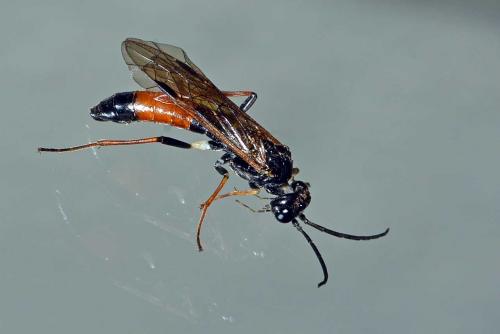 Réf. 255 941 : Emphytus rufocinctus