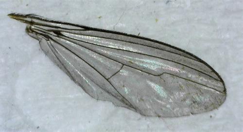 Dolichopus sp.