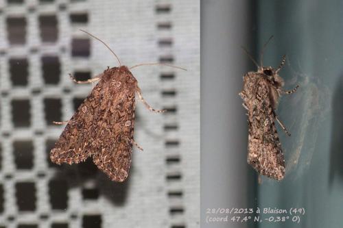 Réf. 255 955 : Anarta trifolii
