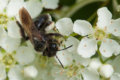 Andrena nigrospina