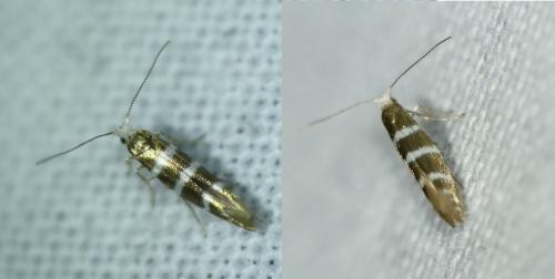 Réf. 255 833 : Argyresthia trifasciata