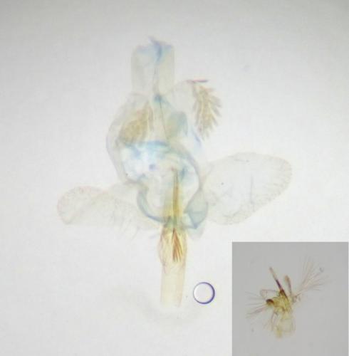 Argyresthia freyella
