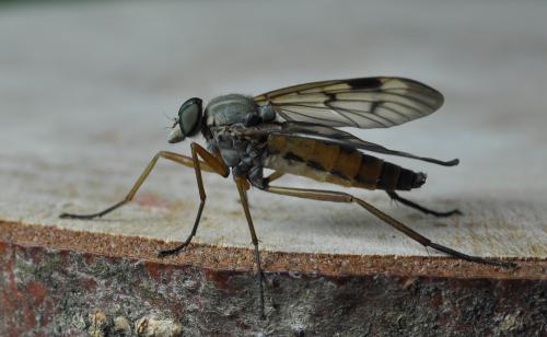 Réf. 255 660 : Rhagio scolopaceus