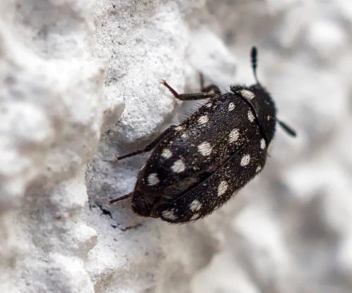 Attagenus punctatus