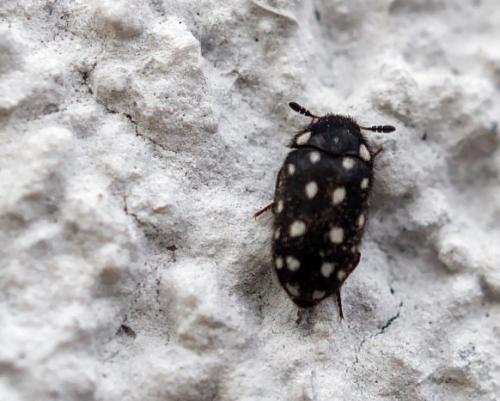 Attagenus punctatus