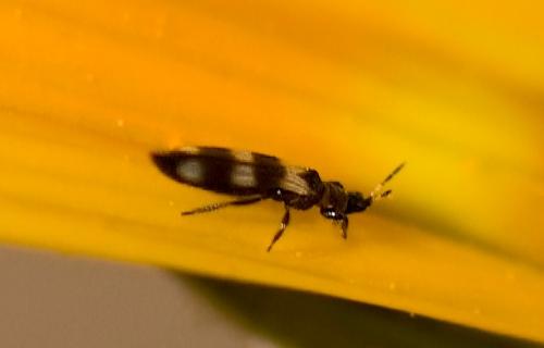 Réf. 255 583 : Aeolothrips collaris