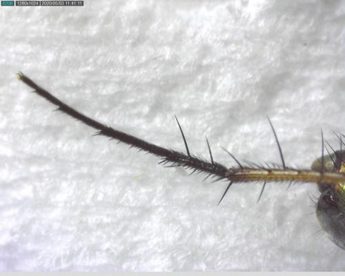 Dolichopus sp.