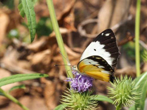 Belenois creona