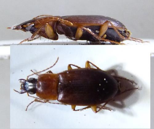Réf. 255 497 : Calathus cinctus