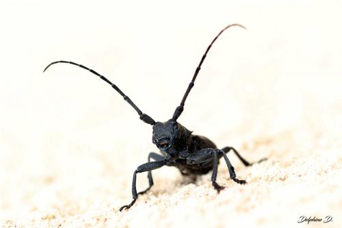 Morimus asper